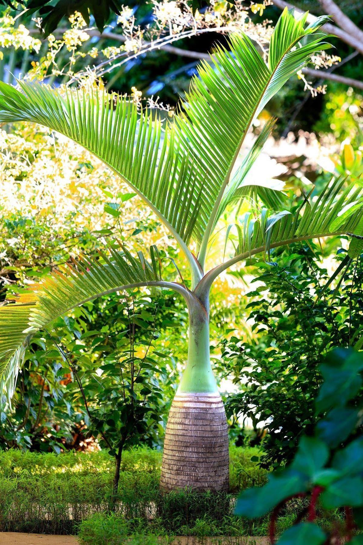 Nosy Be Hotel & Spa Ambaro Bagian luar foto